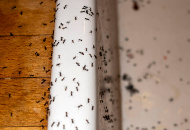 Best Local Pest Control Services  in Cusseta, GA