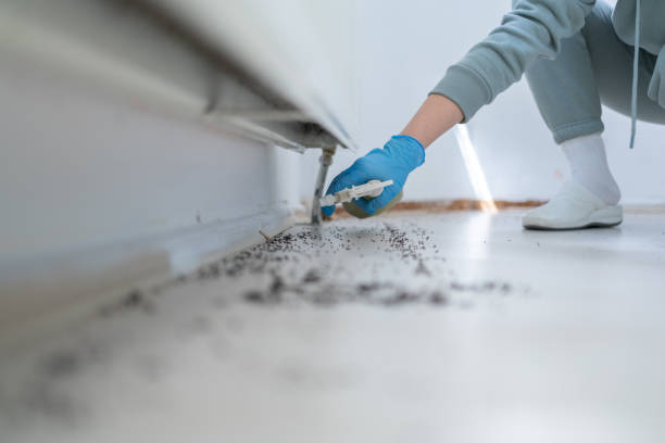 Best Flea Control Services  in Cusseta, GA